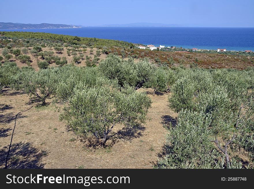 Olive tree orchard in sunny Greece. Olive tree orchard in sunny Greece