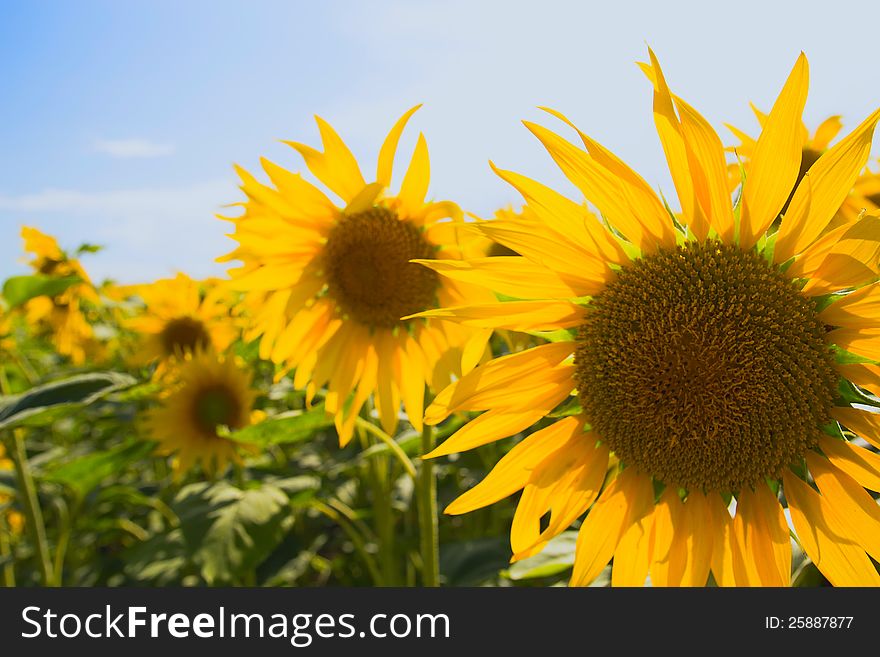 Sunflower field on blue sky with clouds