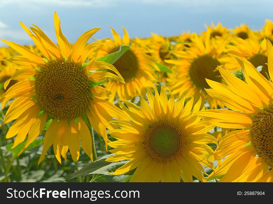 Sunflower Field On Blue Sky