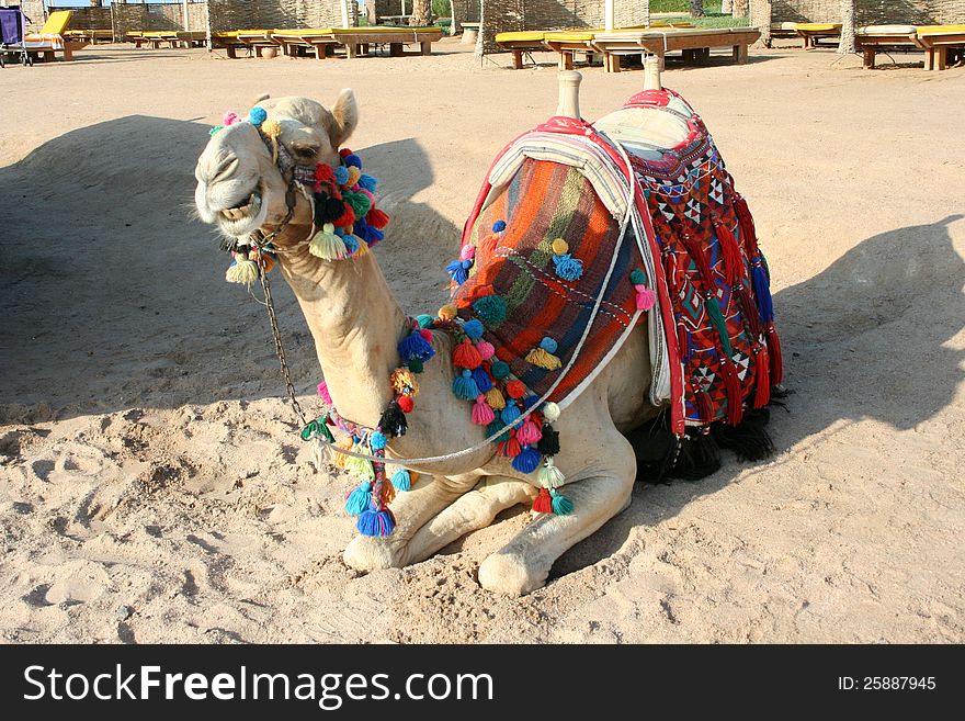 African camel on the beach in Hurgada, Egypt