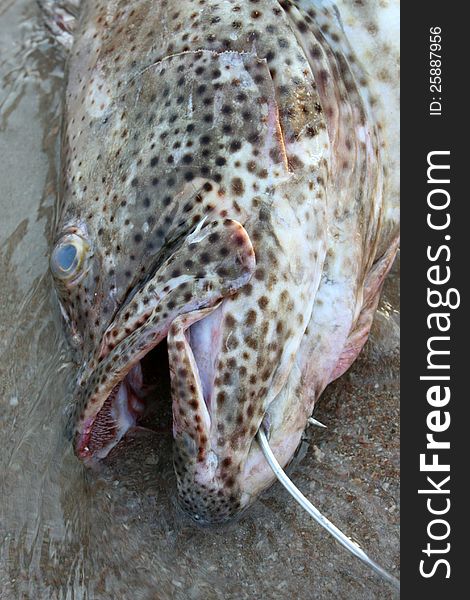 Caught sea fish with hook closeup