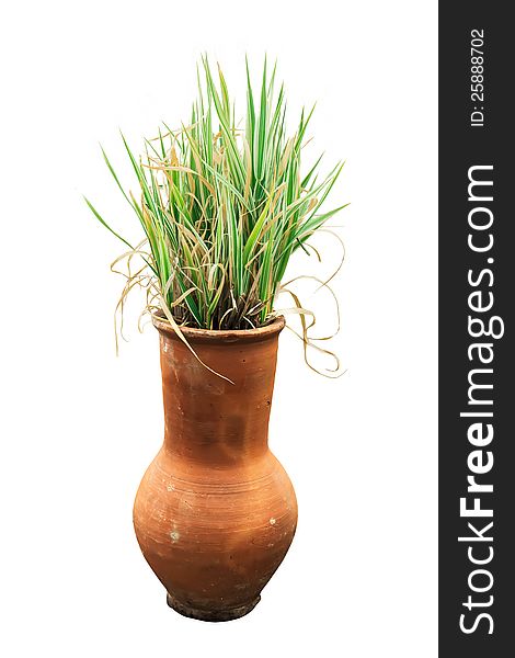 Decorative Jug With A Grass