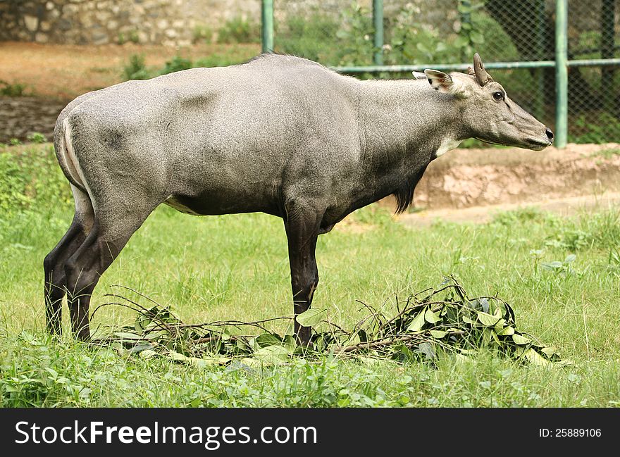 Wild ox in an indian zoo. Wild ox in an indian zoo