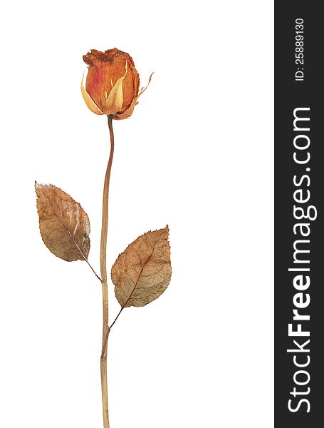 Red dried rose isolated on white background