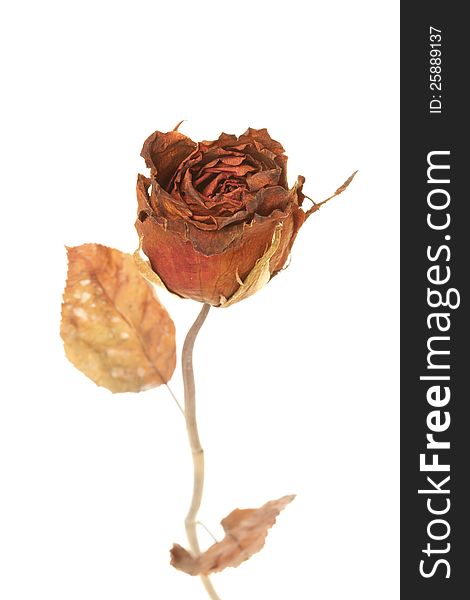 Dried rose