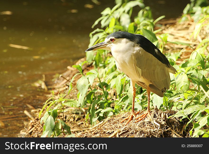 Black crowned heron looking for prey nearby the lake