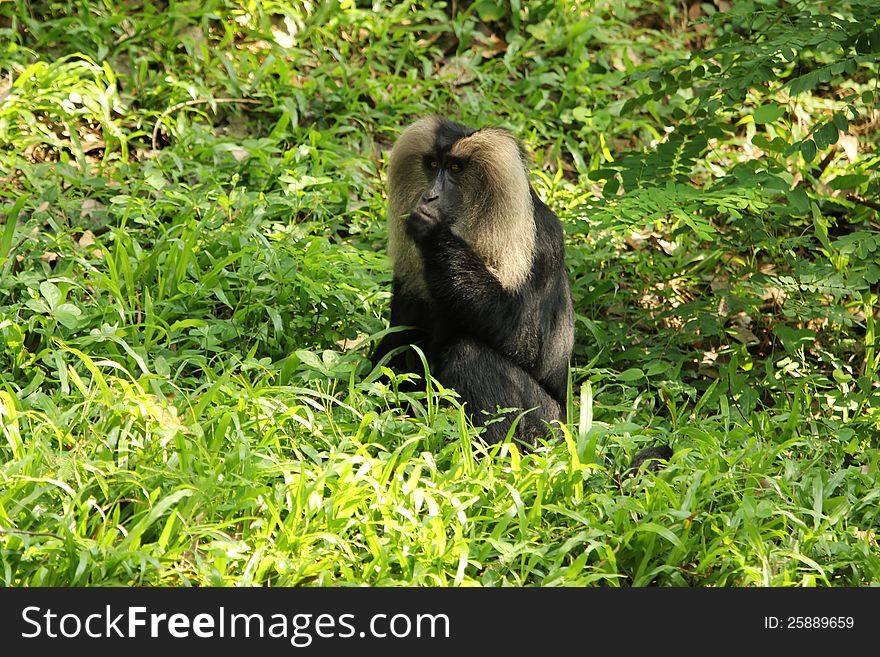 Lion-tailed macaque sitting on green grass ground in the forest