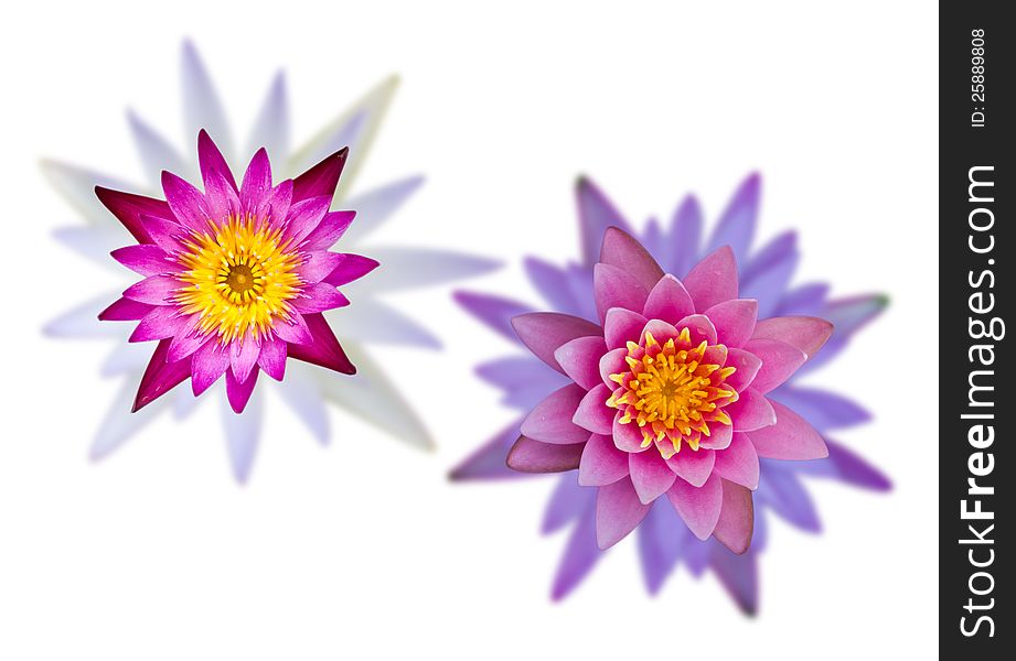 Isolates of lotus flowers with purple, white and pink flowers that are two nested pairs. Isolates of lotus flowers with purple, white and pink flowers that are two nested pairs.