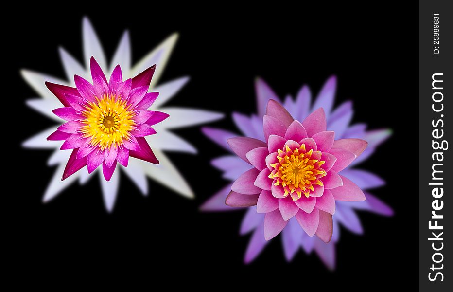 Lotus Flowers On Two Overlapping Black Background.