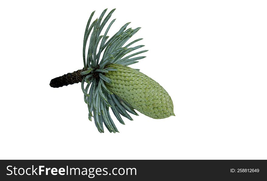 Cone of atlas cedar tree
