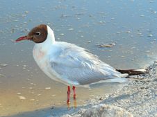 Black-headed Gull &x28;Chroicocephalus Ridibundus&x29; Stock Photo Black-headed Gull &x28;Chroicocephalus Ridibundus&x29; Stock Photo