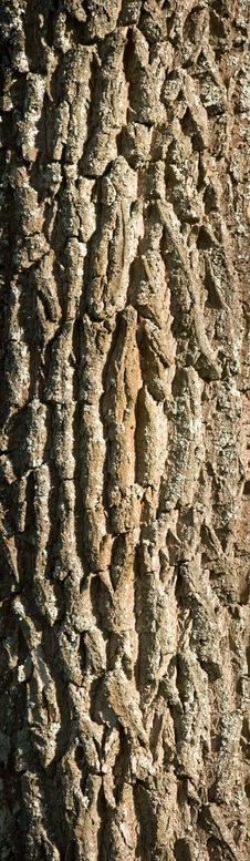 Textured Deciduous Tree Bark Royalty Free Stock Images