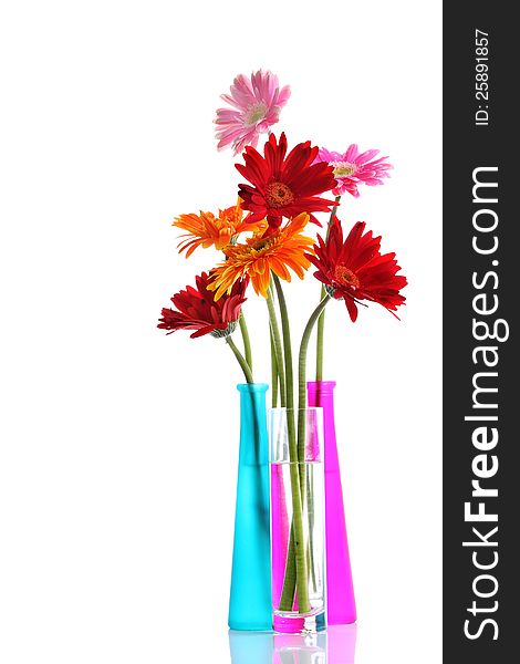 Colorful gerbers flowers isolated in round vase with copyspace