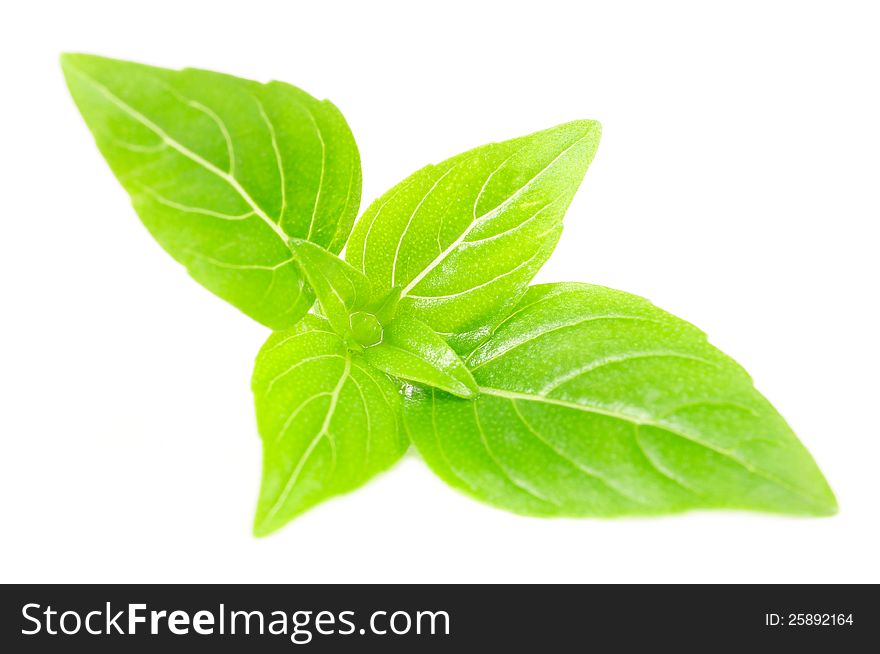 A branch of fresh green basil isolated on a white background. A branch of fresh green basil isolated on a white background