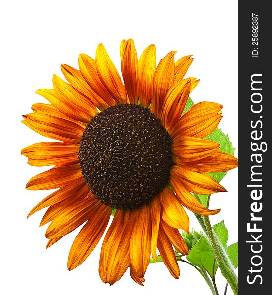Decorative sunflowers on a white background, isolated. Decorative sunflowers on a white background, isolated.