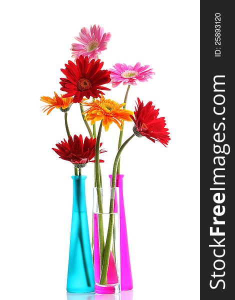Colorful Gerbers Flowers