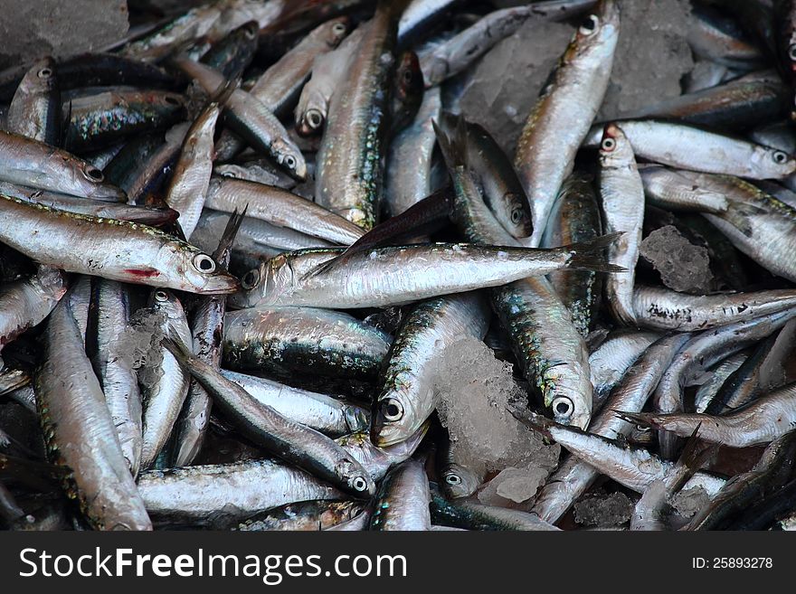 Lots of fresh anchovies on ice