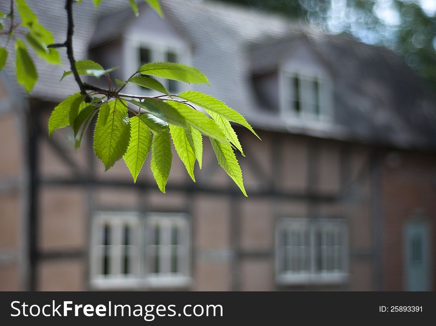 Tudor house through cherry tree leaves.