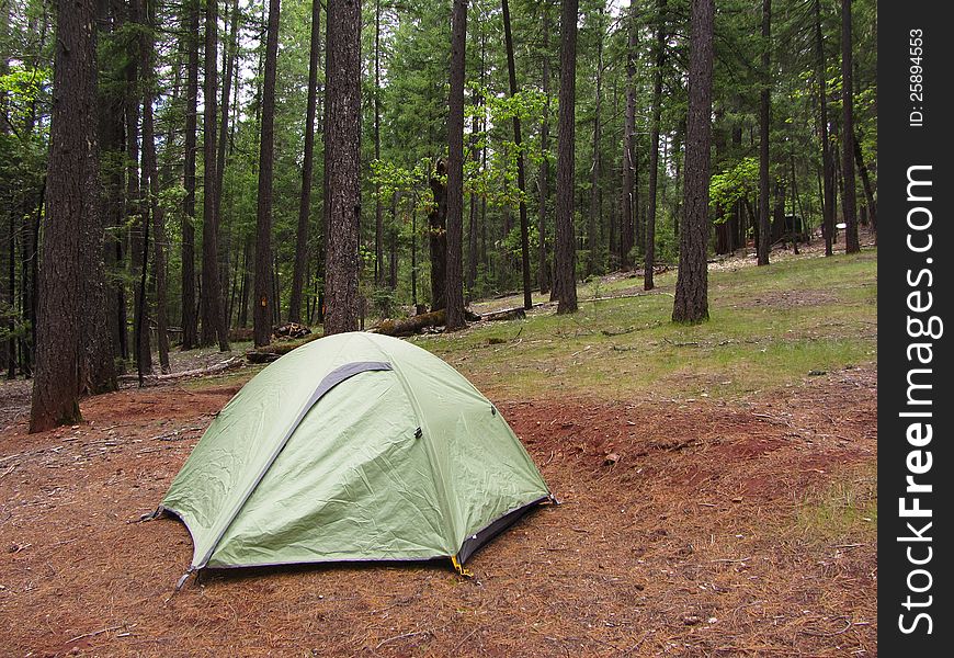 A lone tent pitched in a forest near Trinity lake area of California. A lone tent pitched in a forest near Trinity lake area of California