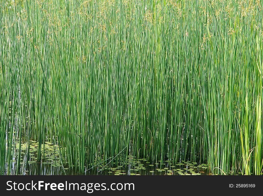 The background of green bulrush