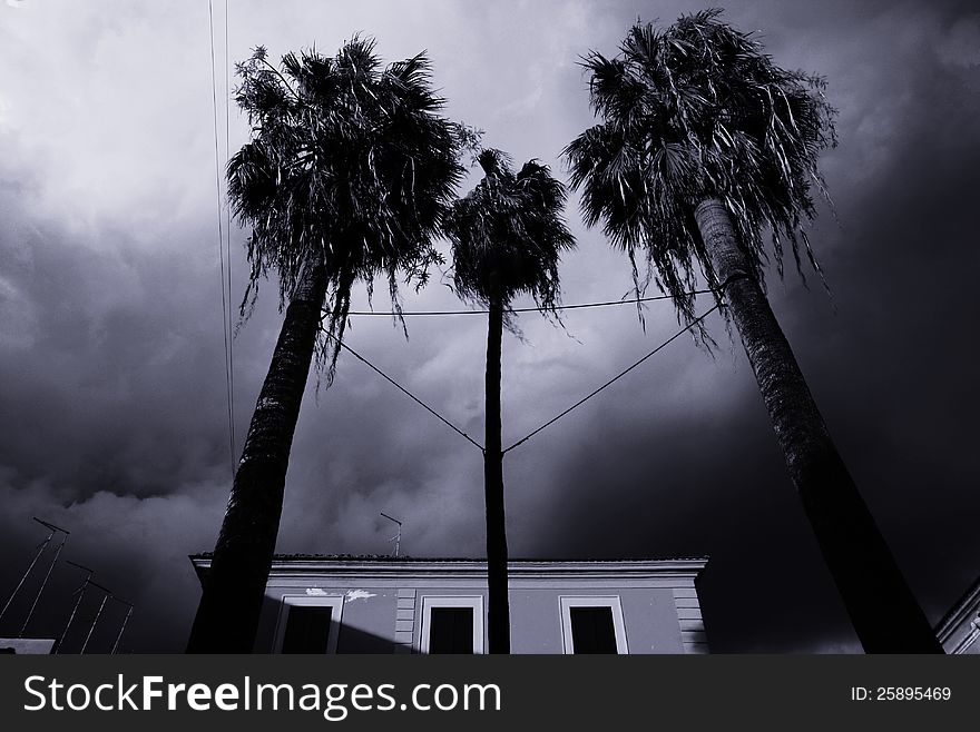 Storm sky with dark clouds and palms