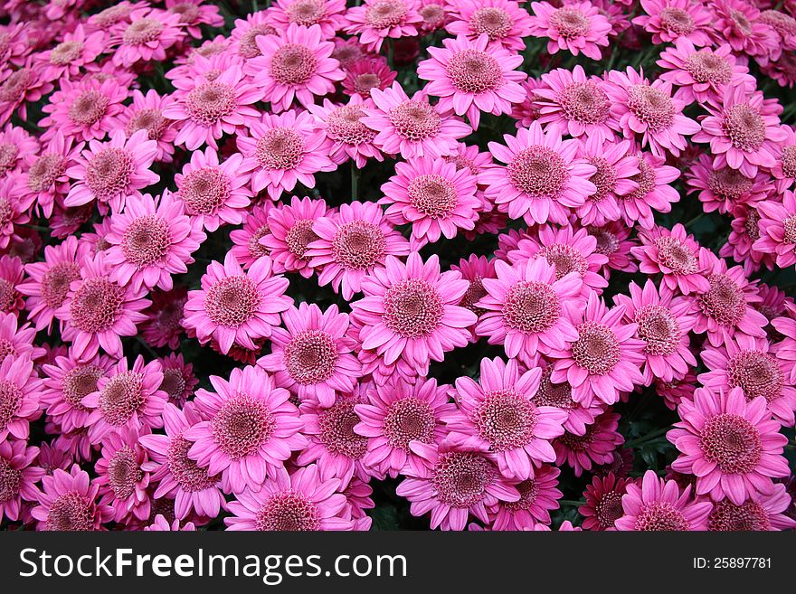 A Floral Background Display of the Flower Purple Astarte. A Floral Background Display of the Flower Purple Astarte.