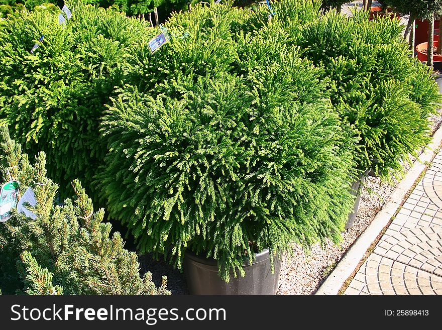 Varieties of evergreen bushes in plastic pots in nursery. Varieties of evergreen bushes in plastic pots in nursery