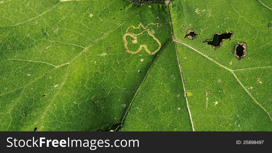 A detail of a green leaf