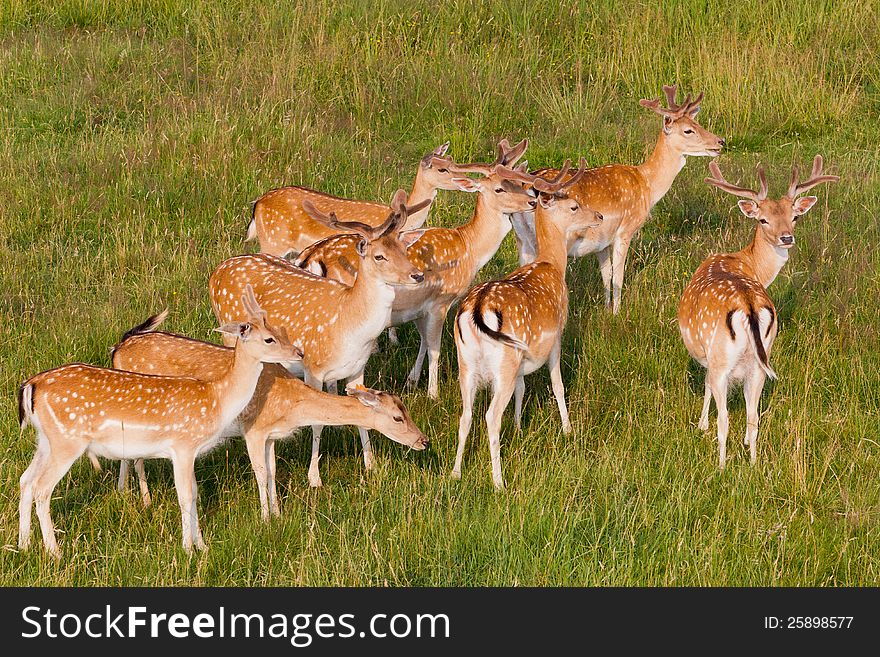 A herd of young deer are resting on the meadow. A herd of young deer are resting on the meadow