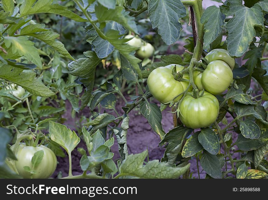 Young green tomatoes on stem with leaves growing on vegetable bed. Young green tomatoes on stem with leaves growing on vegetable bed