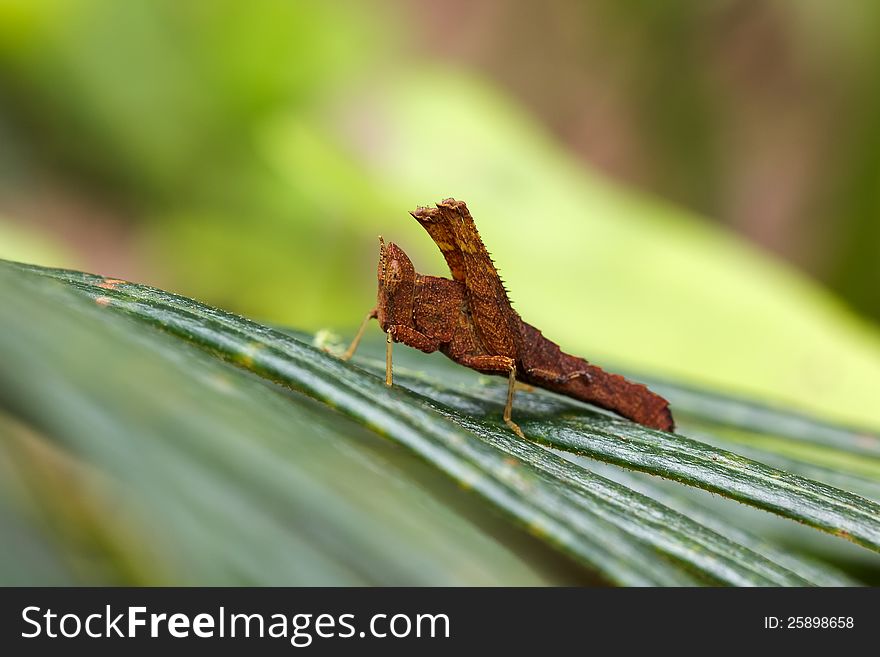 Grasshopper In Front Of Natural Background