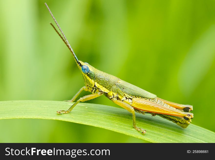 Grasshopper in front of natural background in the forest