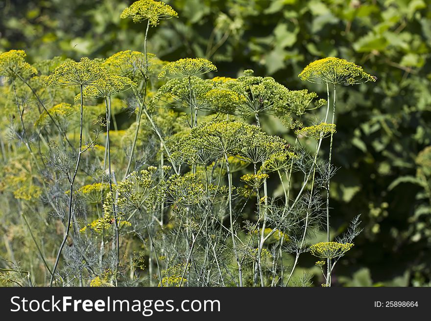 Fennel growing on vegetable bed