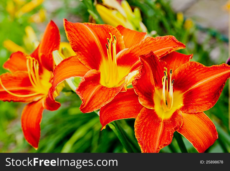 Intensely colored lilies, close-up, garden. Intensely colored lilies, close-up, garden.