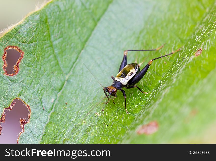 Common Bush Cricket