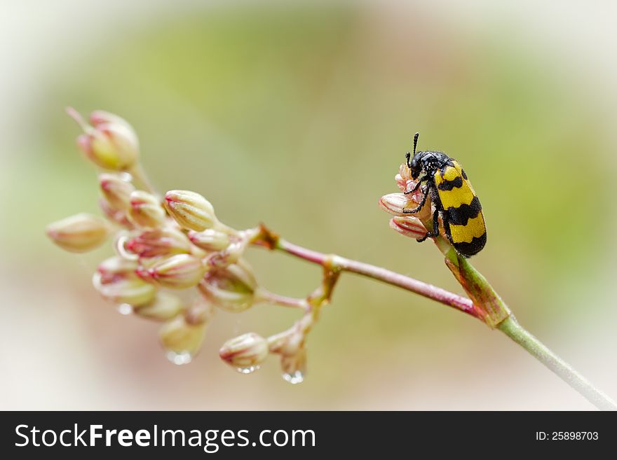 Macro mylabris on flower