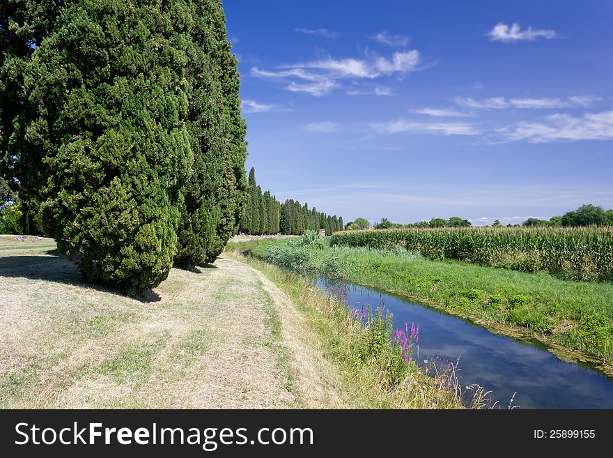 Row Of Cypresses Along A Brook