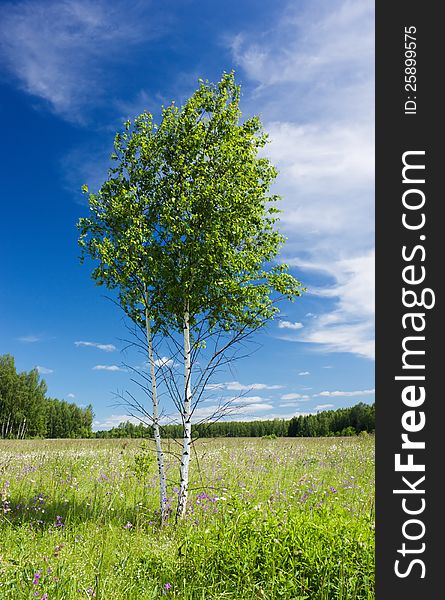 Lonely young couple of birches stands on a green field under the summer sunlight against the blue sky with white clouds. Lonely young couple of birches stands on a green field under the summer sunlight against the blue sky with white clouds