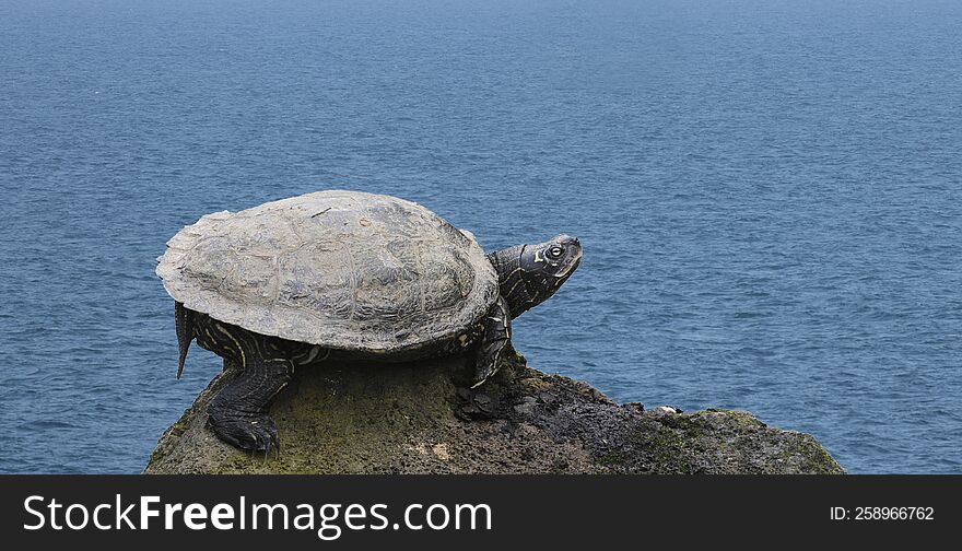 A pond turtle enjoying with sunlight in a spring day