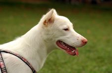 White Dog Stock Image White Dog Stock Image