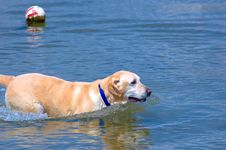 Playful Labrador Stock Photos Playful Labrador Stock Photos