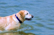 Labrador In The Sea Royalty Free Stock Photos Labrador In The Sea Royalty Free Stock Photos