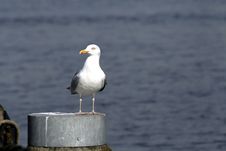 Seagull By Seaside Stock Photos