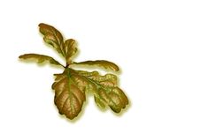 Oak Leaves Stock Image Oak Leaves Stock Image
