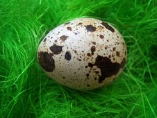 Quail Egg Royalty Free Stock Photography