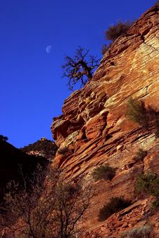 Lone Tree With Moon On Cliff Stock Photography