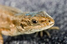 Lizard Portrait Stock Photography Lizard Portrait Stock Photography