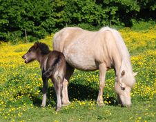 Horses - Mother And Foal Stock Photography