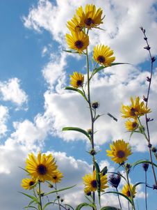 Sunflowers In The Breeze Royalty Free Stock Image Sunflowers In The Breeze Royalty Free Stock Image