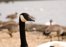 Closeup Of Brant Goose Stock Image